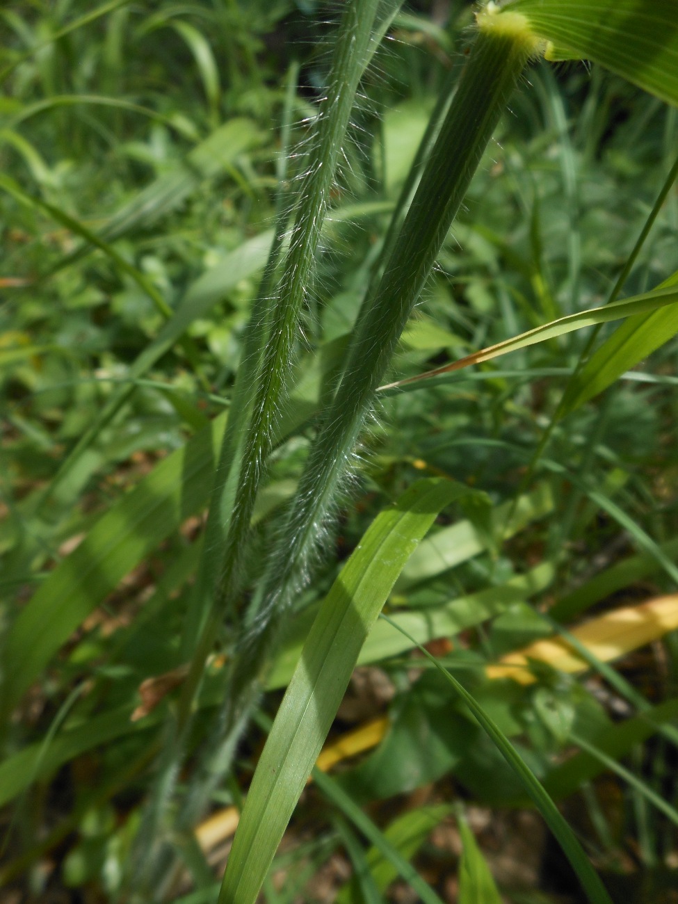 Bromopsis ramosa (Huds.) Holub / Forasacco maggiore